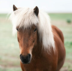 Mein Leuchtendes Pferd BLOG